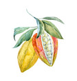 watercolor cacao fruits vector image vector image