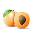 whole and half apricot vector image
