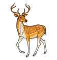 elegant sika deer vector image