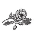 poppy flowers and seeds hand drawn sketches vector image vector image
