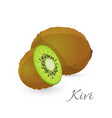 kiwi exotic fruit whole and half kiwifruit vector image
