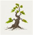bonsai tree vector image vector image