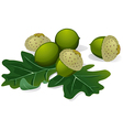 acorns vector image