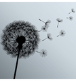 flower dandelion on gray background vector image