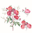 collection hand drawn roses in vintage style vector image