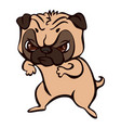 pug fight icon cartoon style vector image