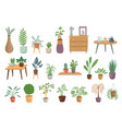 home plants house urban decor succulent garden vector image