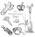 set hand drawn of ginger roots lives and flowers vector image