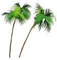 palms vector image vector image