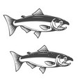 salmon fish icons isolated on white background vector image