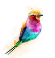 tropic colorful bird watercolor cute small vector image vector image