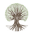 big oak tree vector image vector image