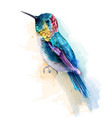 colorful humming bird watercolor tropic vector image vector image