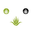 agave plant icon vector image
