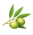 isolated olives branch vector image