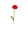 poppy flower with stem floral design element vector image