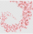 sakura petals are falling in vortex transparent vector image