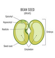 Bean seed structure anatomy grain dicot seed Vector Image