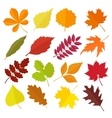 set of colorful autumn leaves vector image