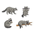 racoons vector image