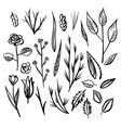 floral designs detail sketch vector image vector image