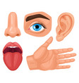 cartoon human sensory organs anatomy senses vector image vector image