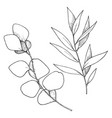 eucalyptus leaves branch black and white vector image