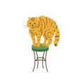 bright orange tabby cat with green eyes standing vector image vector image