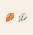 sea shell or mollusca different forms engraved vector image vector image