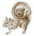 engraving eastern gray squirrel vector image vector image