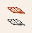 sea shell or mollusca different forms engraved vector image vector image