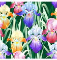 seamless background with multicolored iris flowers vector image vector image