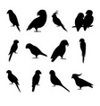 set of parrot silhouette icons in flat style vector image