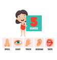 five senses concept with human organs vector image