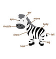 zebra vocabulary part of body vector image vector image