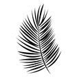 palm leaf background vector image