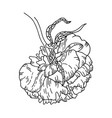 peony flower isolated on a white background vector image