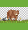 bear standing on the grass field transparent vector image