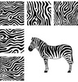 zebra and patterns vector image