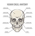 human skull anatomy vector image