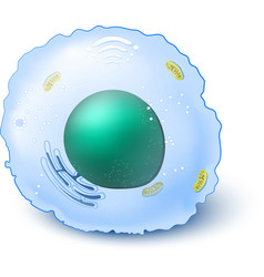 Cell Royalty Free Vector Image - VectorStock