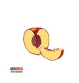 hand drawn peach half and slice vector image vector image
