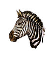 zebra head portrait from a splash watercolor vector image