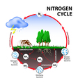 Nitrogen cycle Royalty Free Vector Image - VectorStock