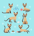 set cute cat in different vector image