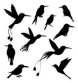 set of hummingbirds silhouettes vector image