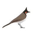 pycnonotus jocosus - red-whiskered bulbul - flat vector image vector image