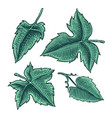 set grape leaves vineyard plant collection vector image